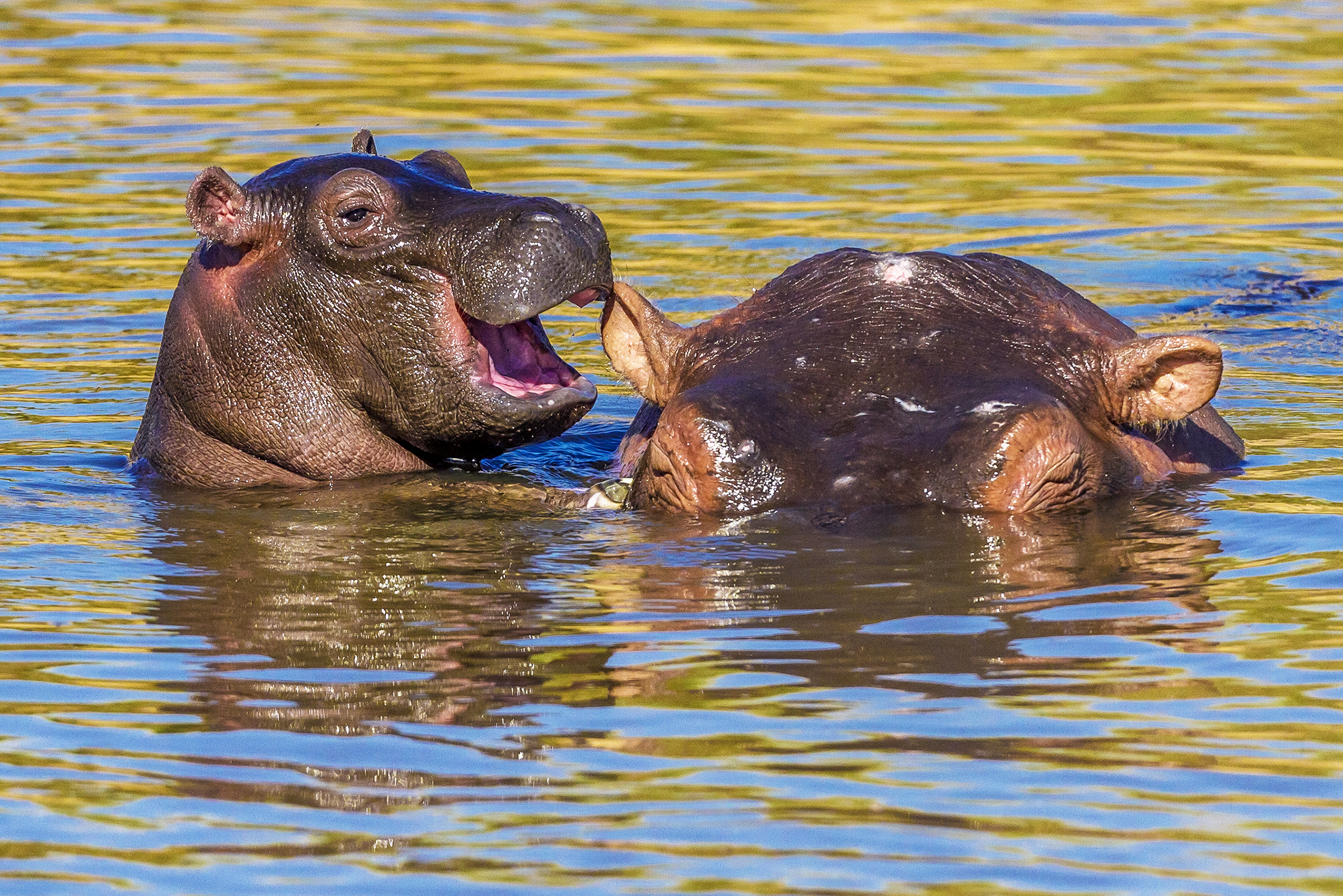 Laughing hippo