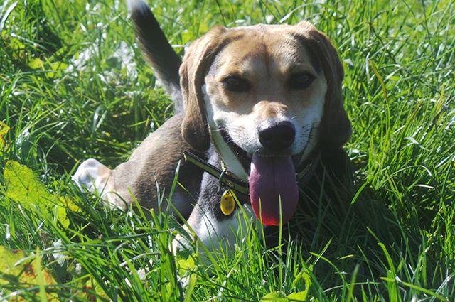 adopt a rescue dog leo the beagle