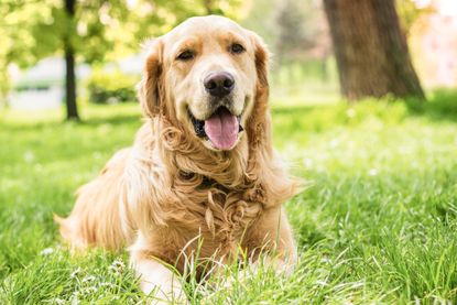 A Golden Retriever.