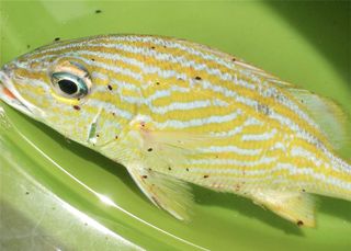 A coral reef fish infested with gnathids.