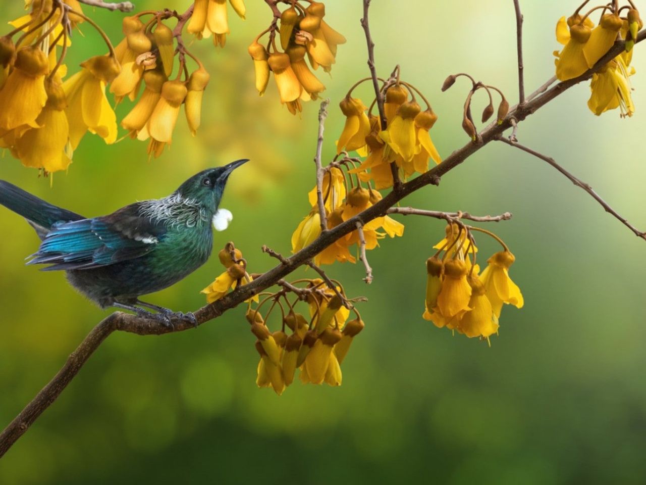 A Bird Perched On A Kowhai Tree