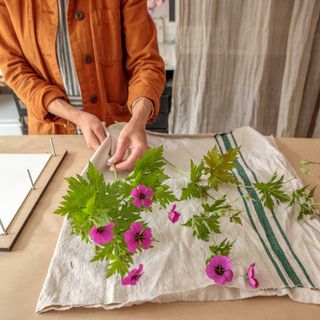 drying flowers with linen cloth to prepare them for pressing