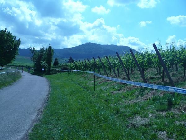 The cross country course passes lots of vineyards.