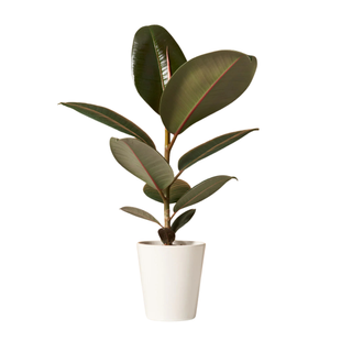 Rubber tree plant 