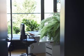 Best Indoor Plants - Best Air Purifying Houseplants - Boston Fern - Unknown Wong on Unsplash