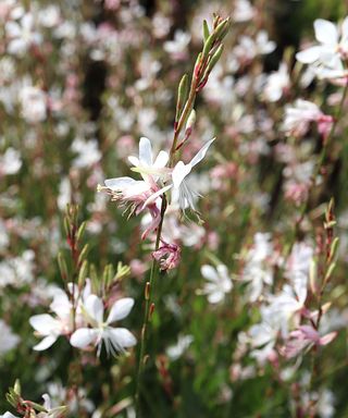 Gaura lindheimeri ‘Sparkle White’ Oenothera lindheimeri Sparkle White - long stems of flat white flowers