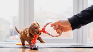 Dog playing with chew toy — Best pet accessories