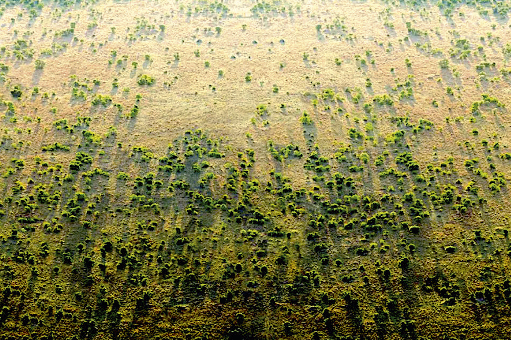 The Great Green Wall