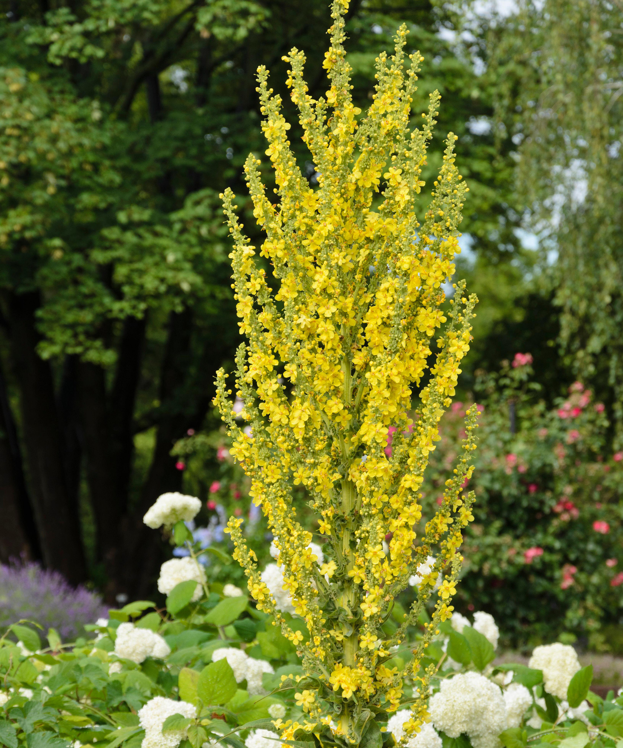 Greek mullein (Verbascum olympicum)