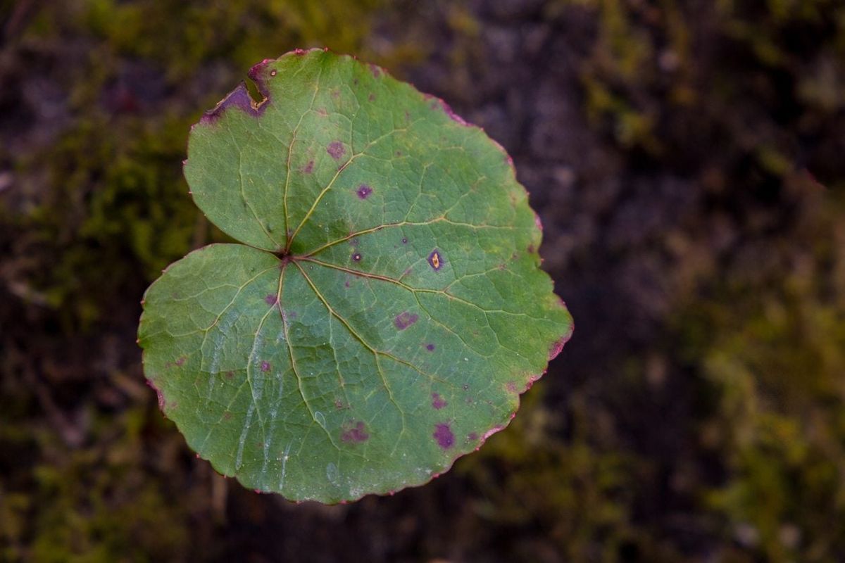 Galax Plant Information How To Grow Galax Plants In The Garden