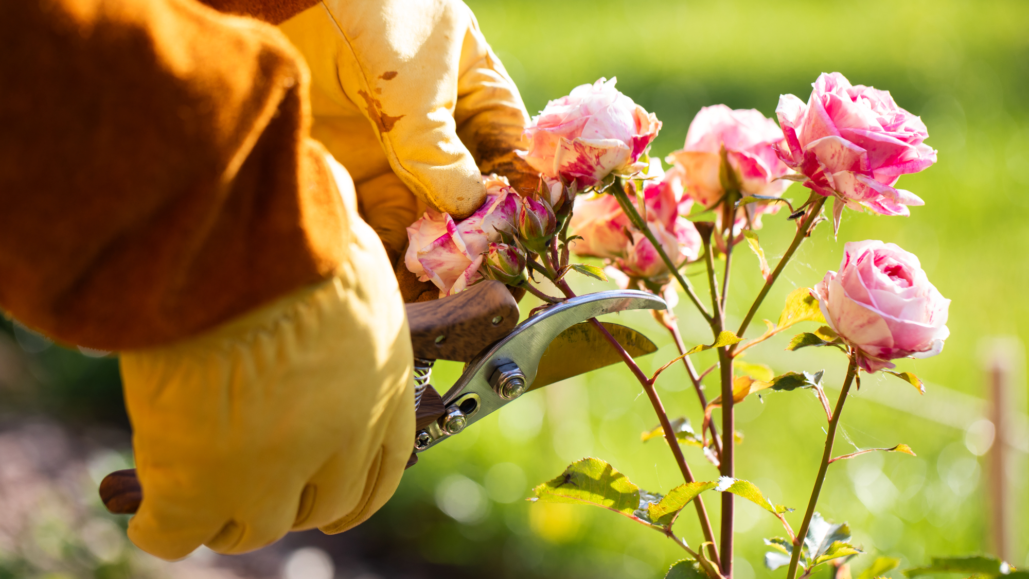 hands pruning rose
