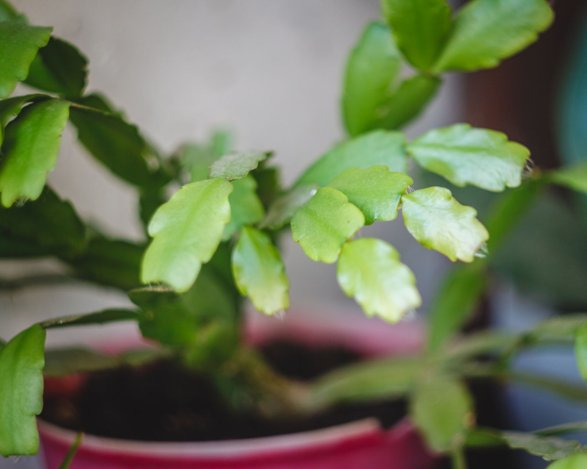 christmas cactus