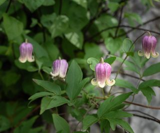 Native clematis blooms in pink and white