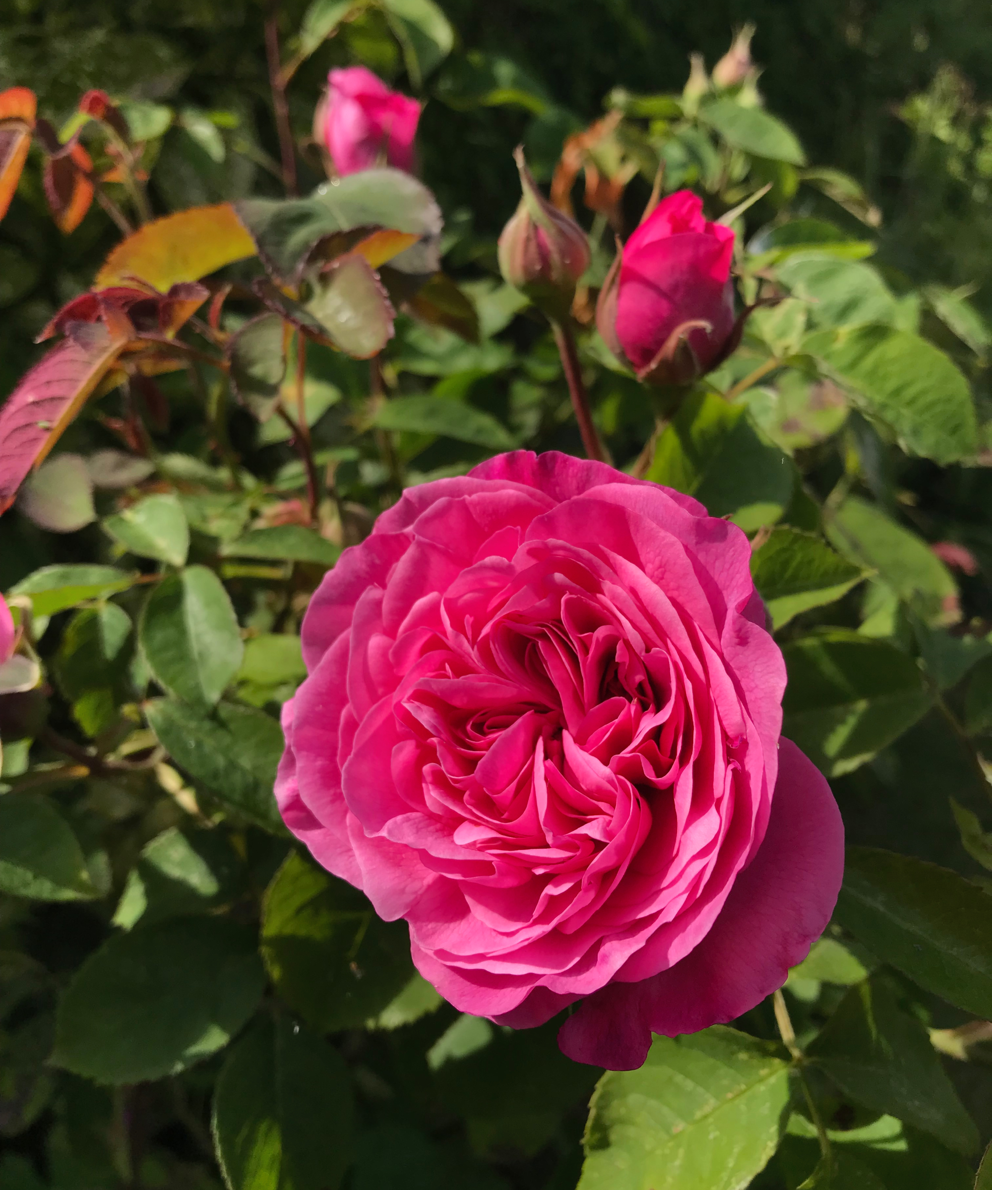 Rosa Gertrude Jekyll