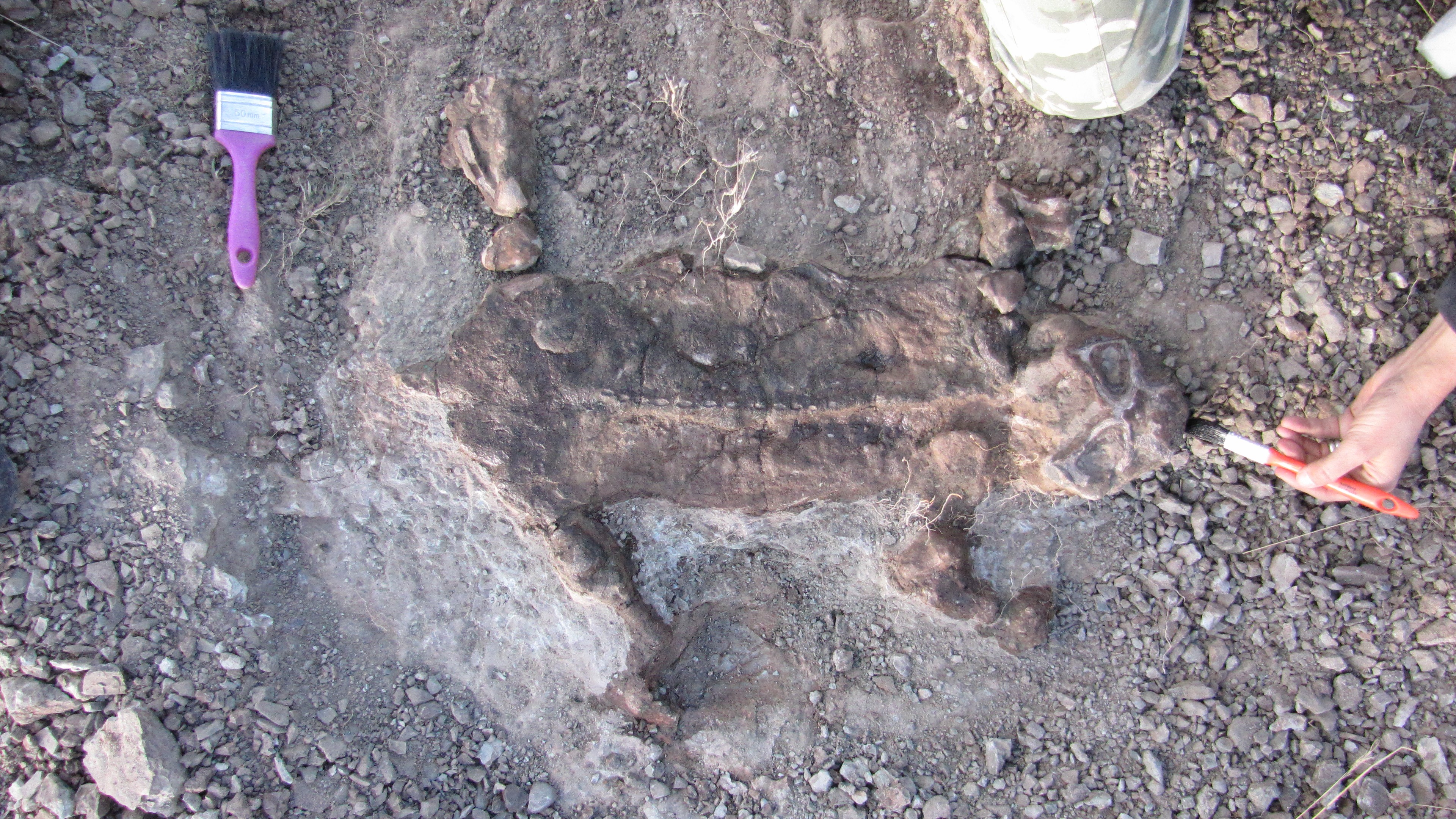 A photograph of a lystrosaurus fossil found in the field in South Africa. The squashed 