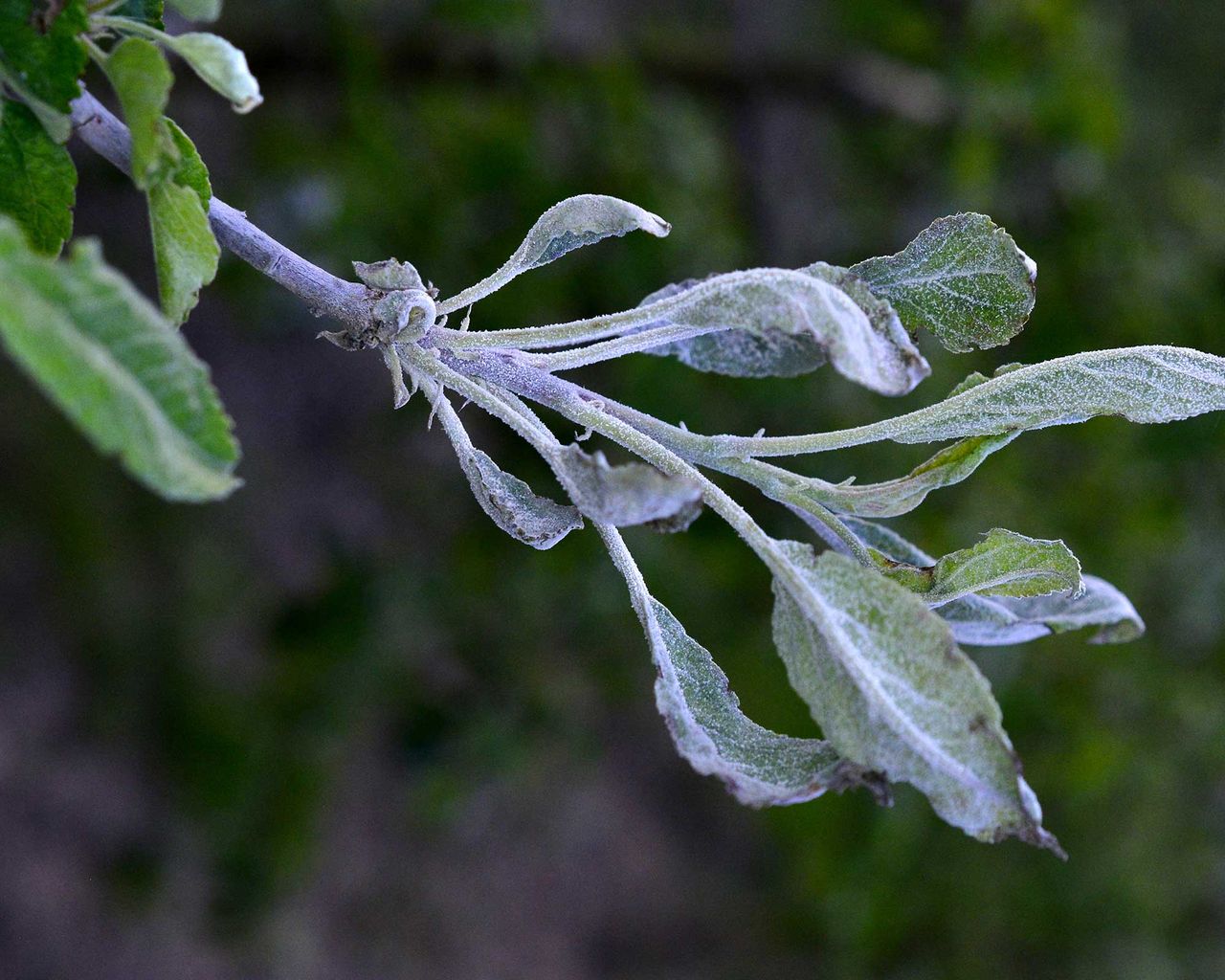 Apple tree diseases: identify and treat 5 common problems | Gardeningetc