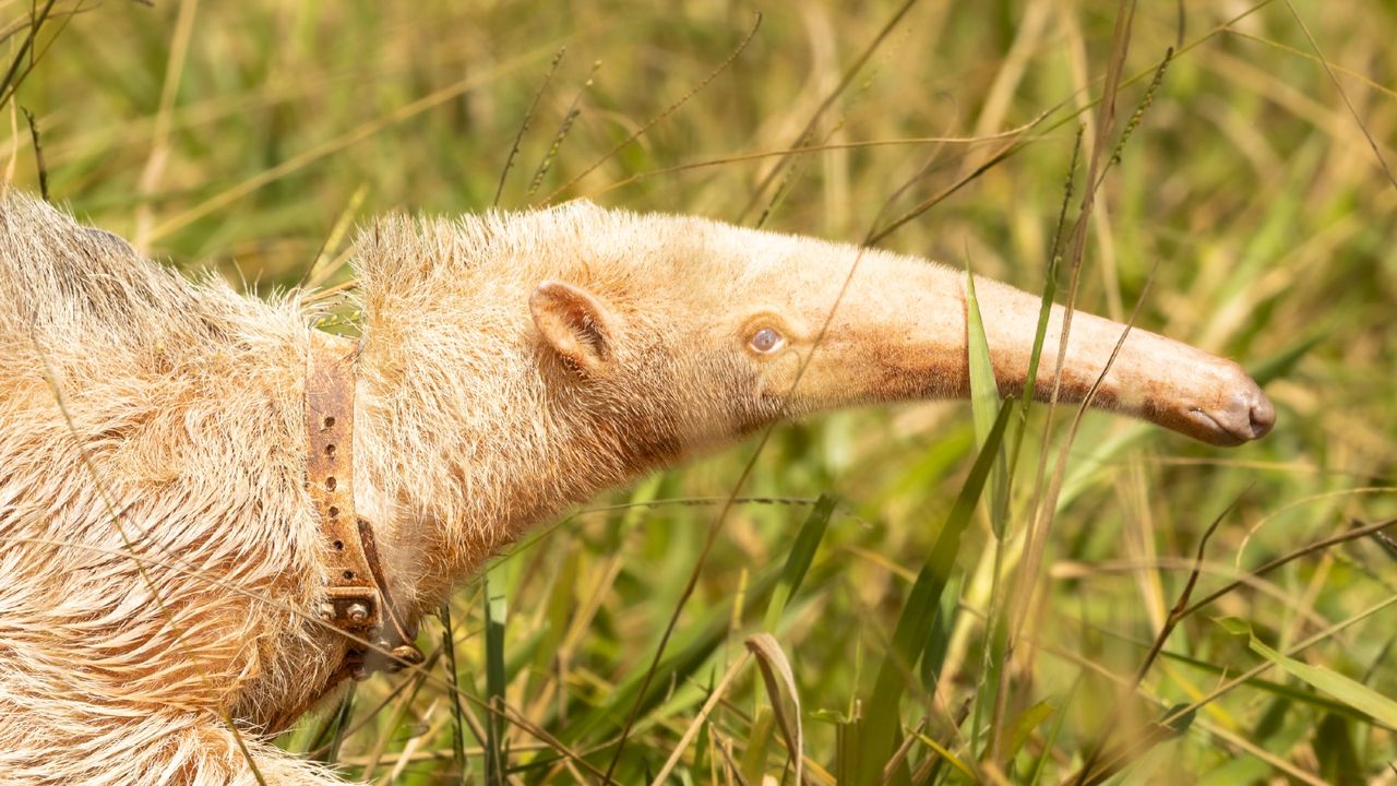 A close-up look at the albino anteater's face and snout.