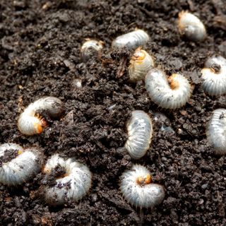 Chafer grubs in soil in garden