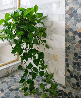 A green hanging plant in the corner of a bathroom with white and gray tiles