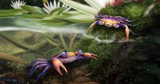 Cretaspara athanatas as rendered by an artist