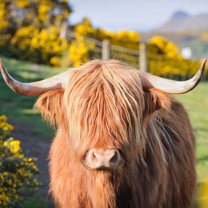 Highland cow