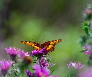 butterfly on purple asters