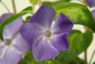 Vinca major 'Maculata' garden plant for shade