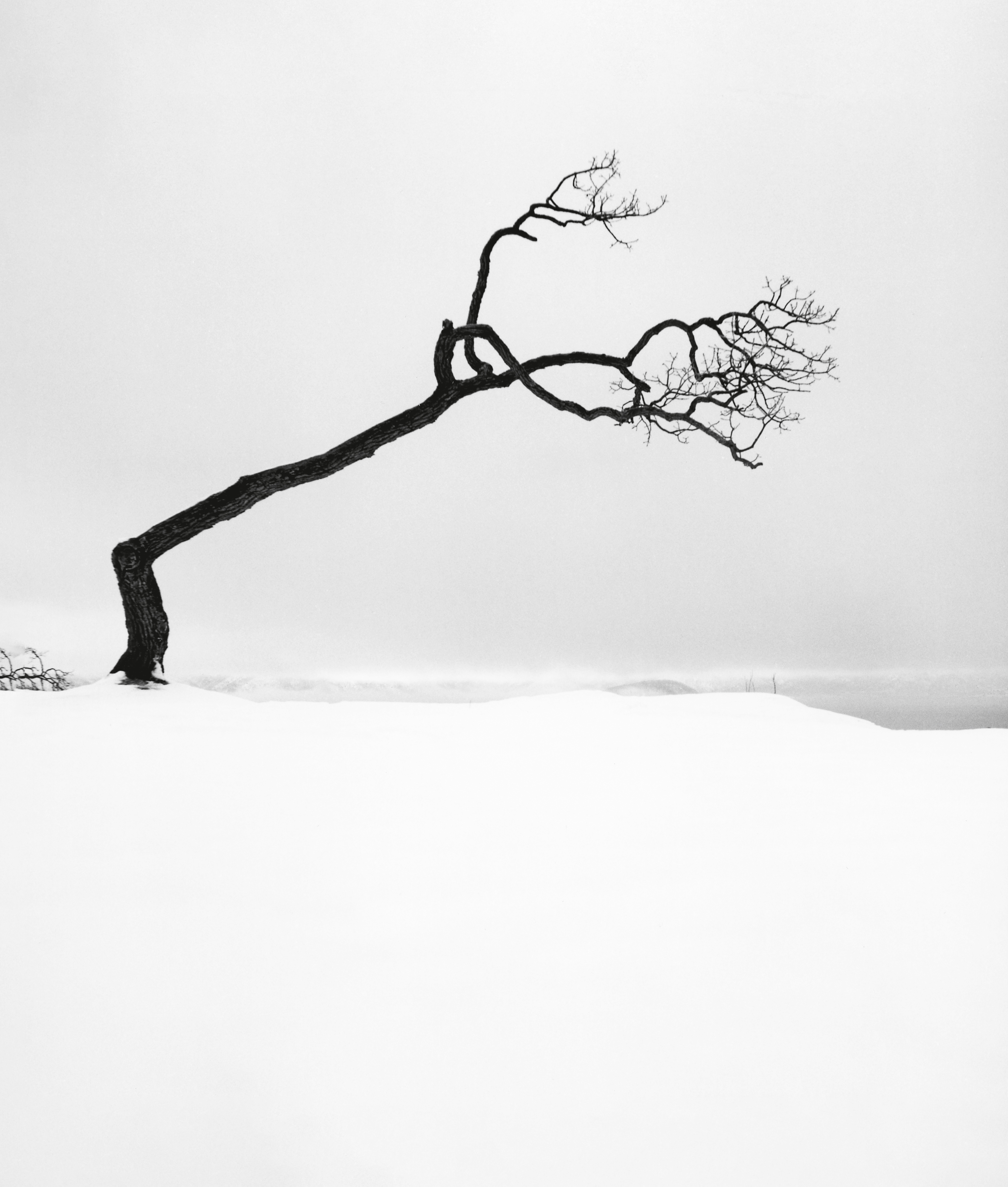 A solitary, crooked tree with sparse branches leans sharply over a pristine, white snow-covered bank.