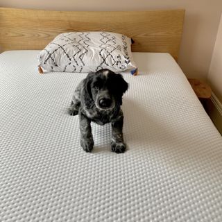 Milo the puppy on the Emma Premium mattress