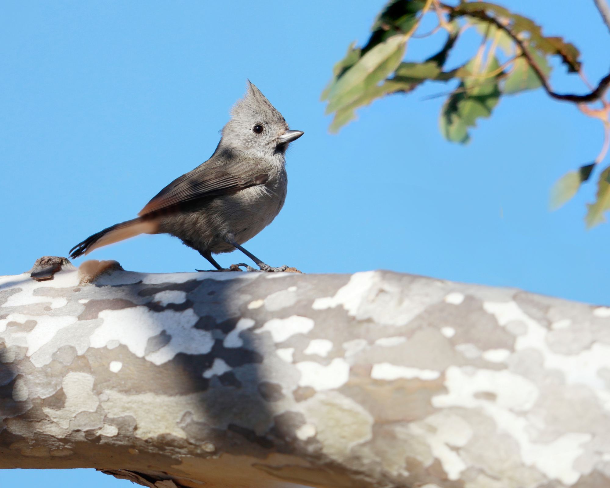Oak titmouse bird sits on sycamore tree branch