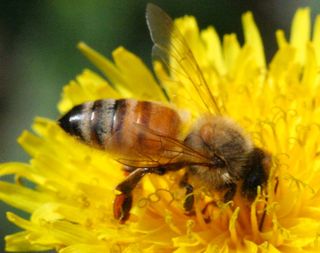 A honeybee slurps nectar and gathers pollen. The bees use their abdomens to create suction to suck up as much nectar as possible during foraging. 