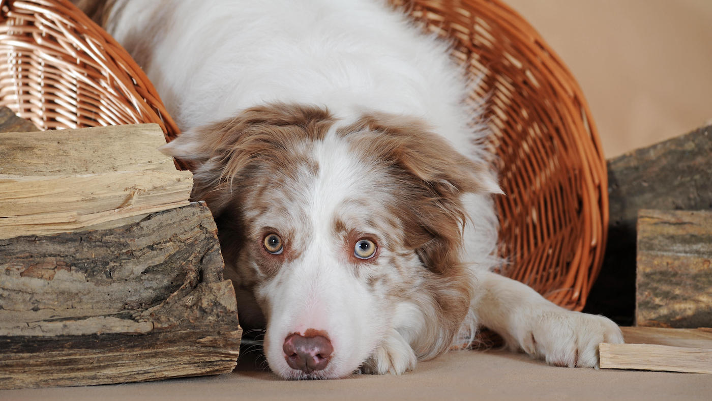 Lilac merle border collie