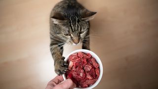 Cat standing up on back legs to see bowl of raw food