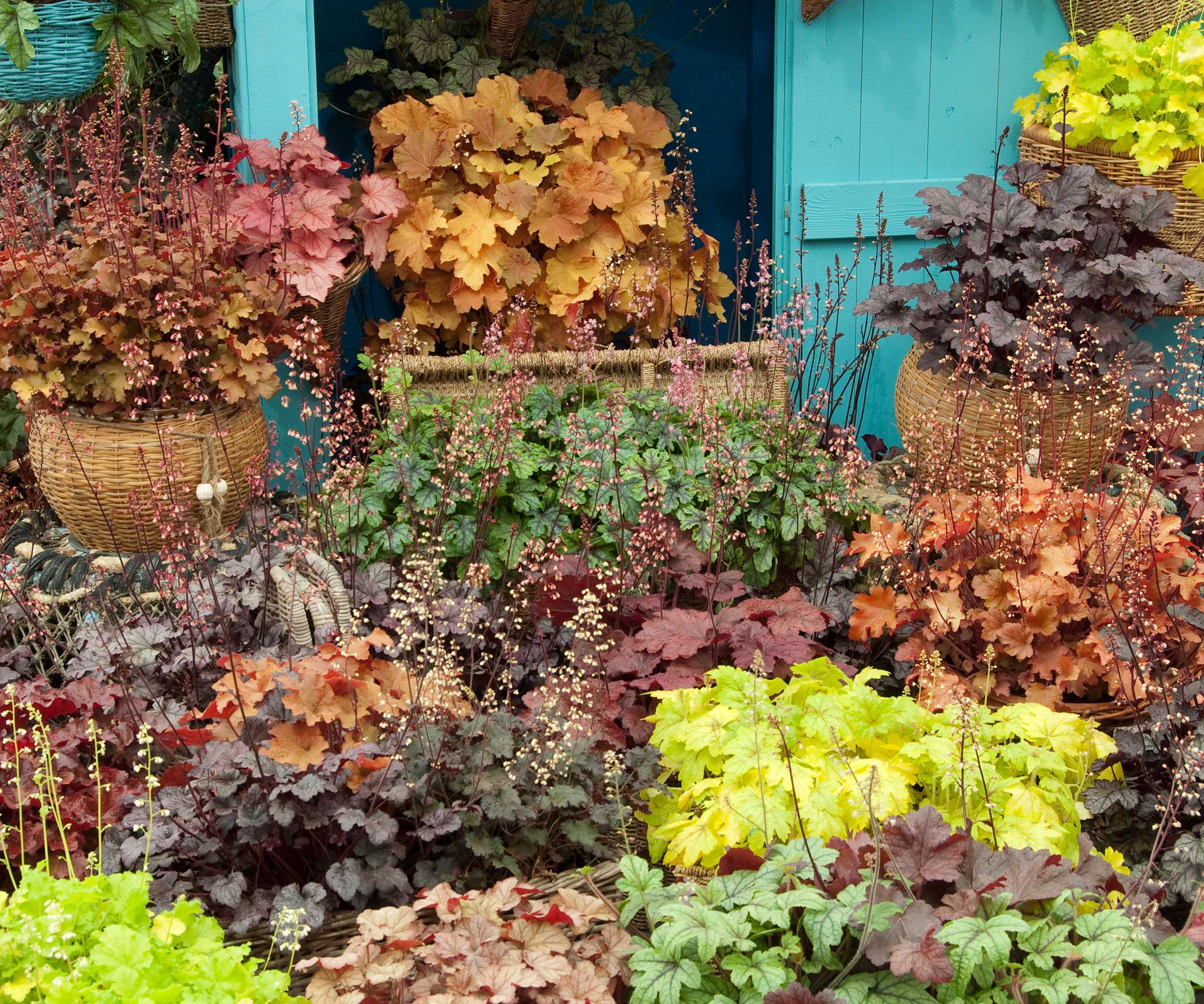 variety of potted heucheras in flower