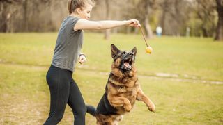 A woman and a german shepherd playing with a rope toy in the park