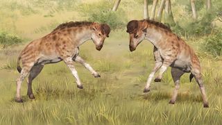 The newly described D. xiezhi had a protective head shield and a shorter neck than its giraffoid cousins.