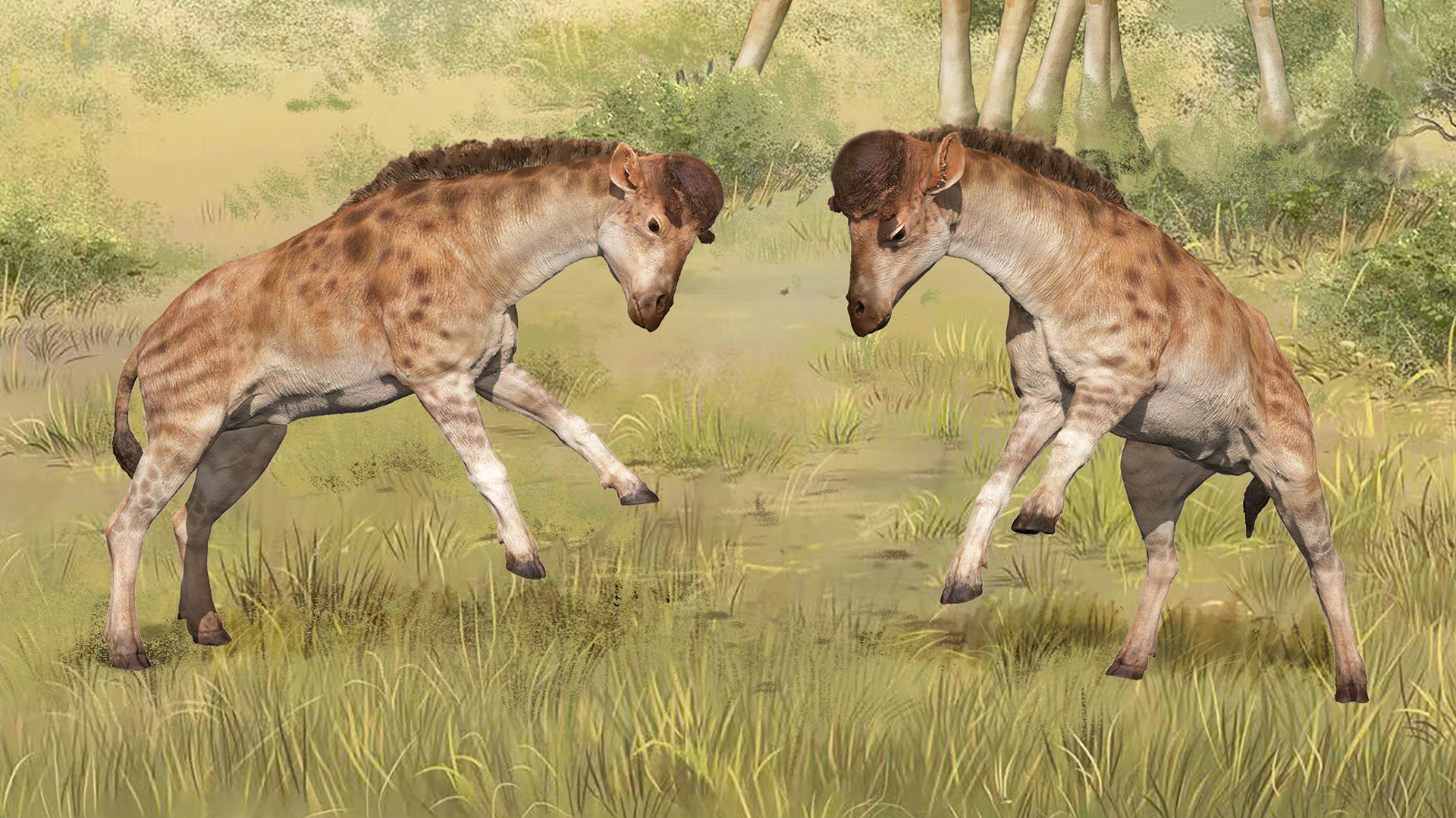 Short-necked giraffe relative discovered in China. It used its helmet head  to bash rivals. | Live Science