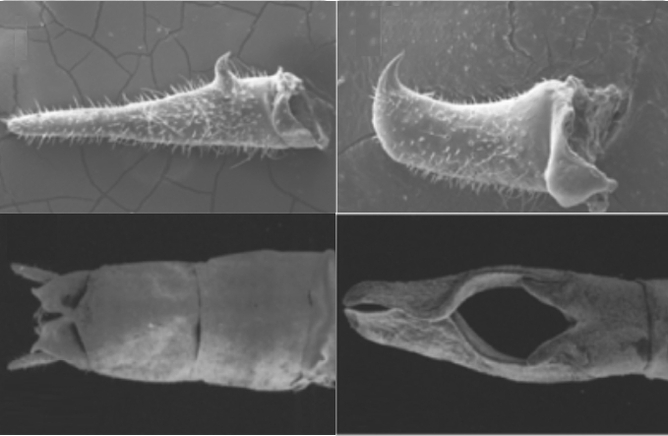 Male genital claspers from bushcrickets with relatively normal sex (left) and with protracted sex (right). In Anonconotus (top right) the spike pierces the female’s cuticle; in Phasmodes (bottom right) the interlocking claspers resemble ‘handcuffs’ and completely encircle the female.
