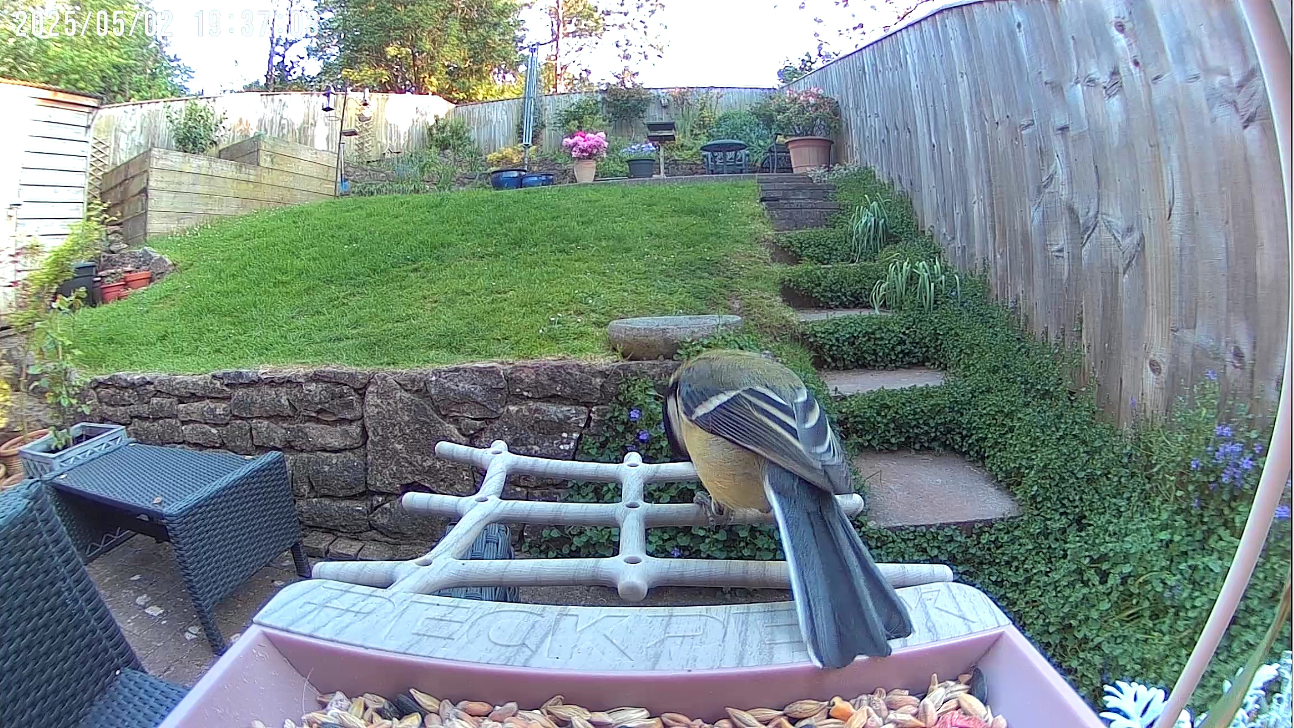 PeckPerk bird camera review