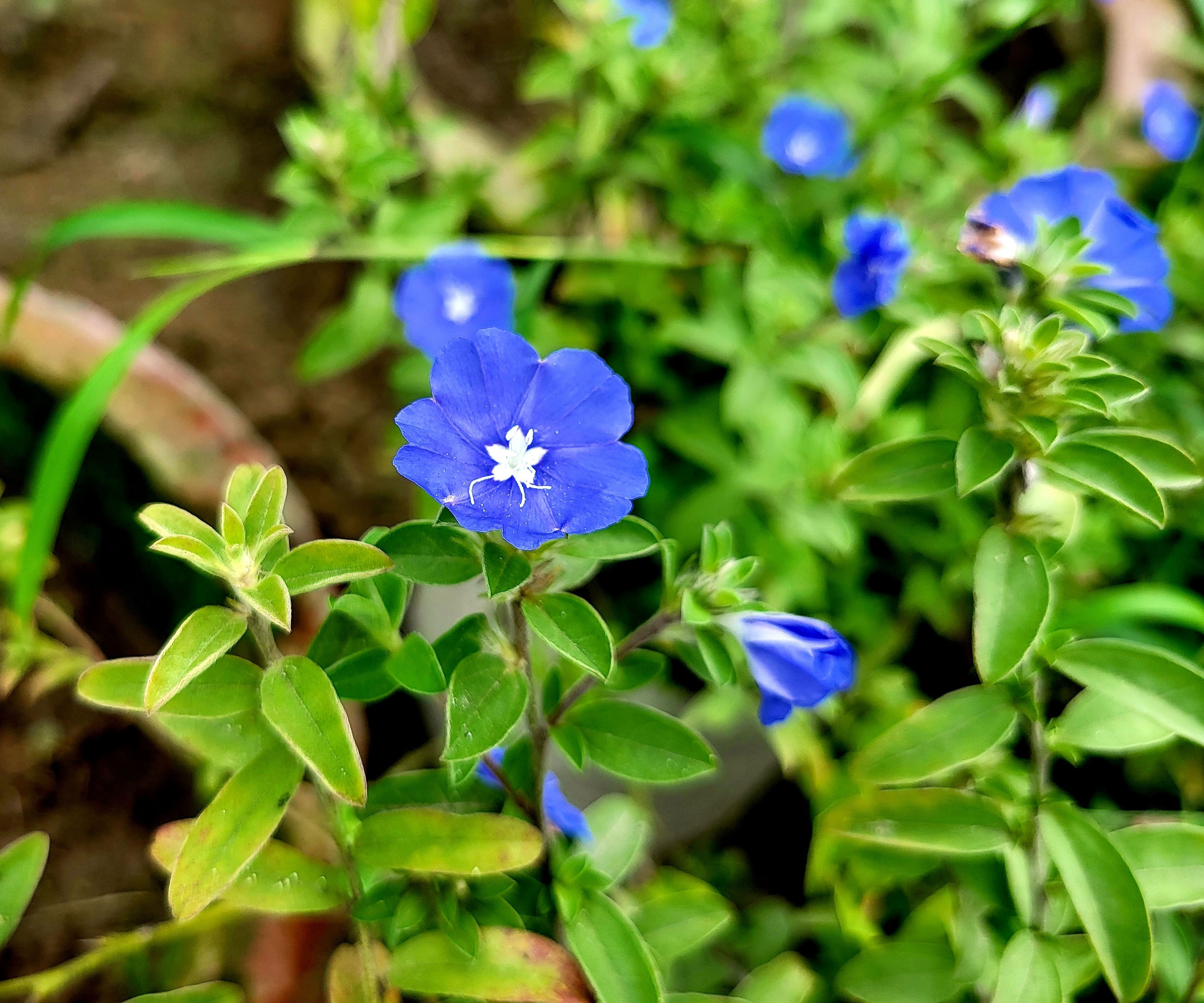 blue daze plants with blue flowers