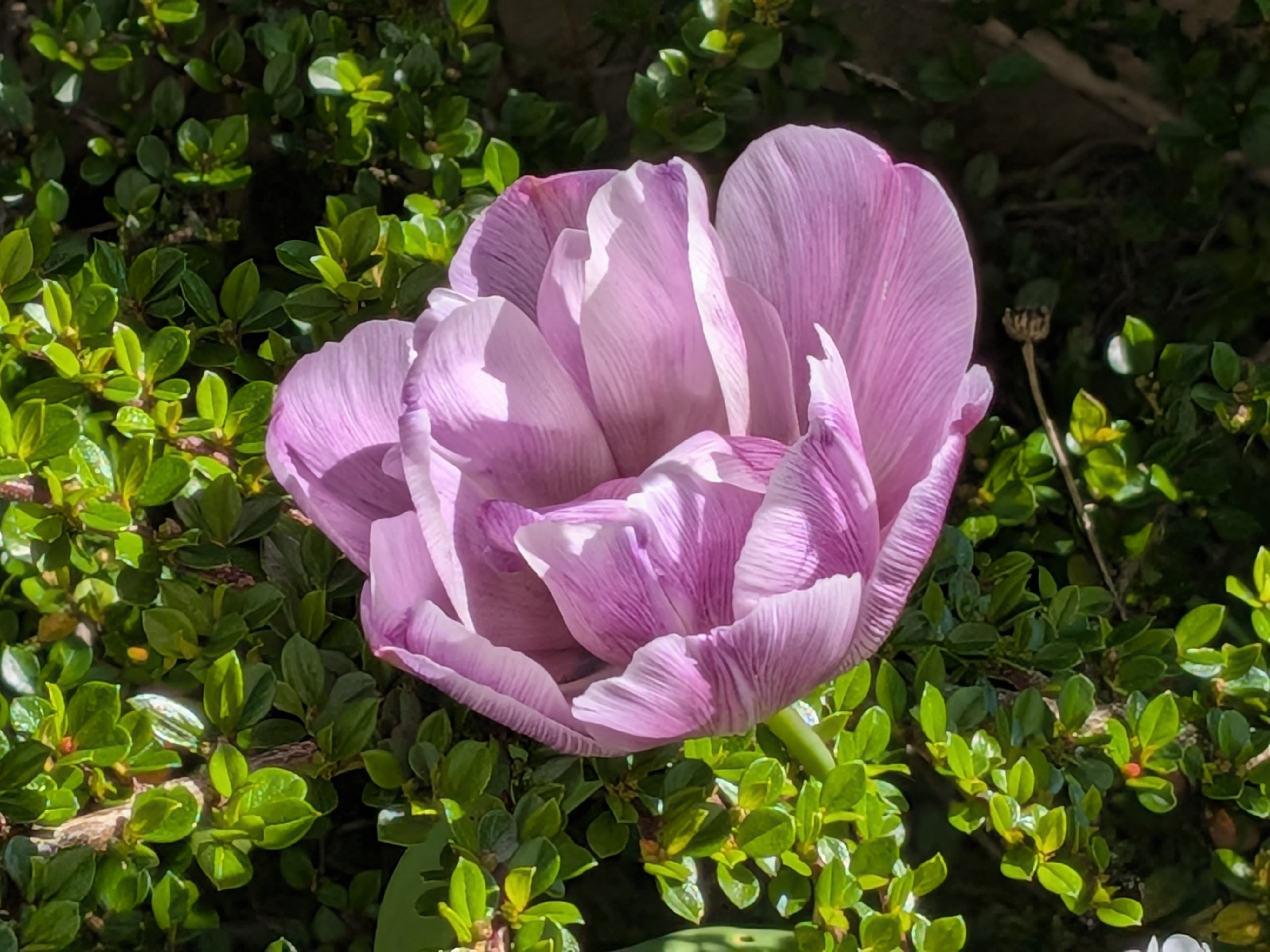 Picture of a pink flower taken on the Google Pixel 10a