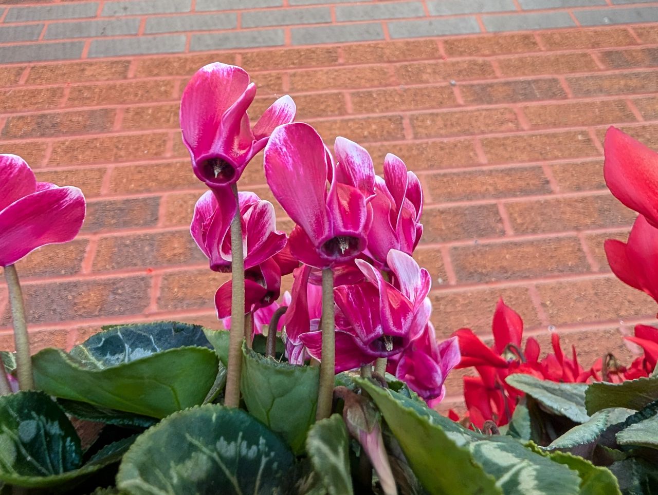 Sample image from Google Pixel 9 Pro