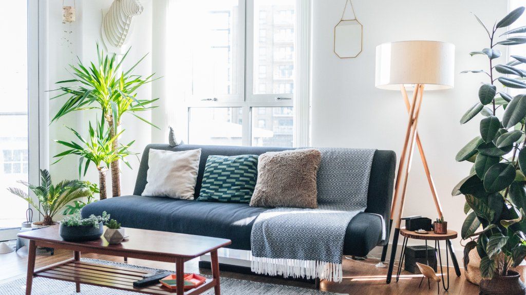 Houseplants in a sunny living room