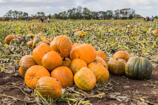 A pile of pumpkins in a pumpkin patch