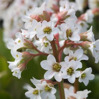 Bergenia