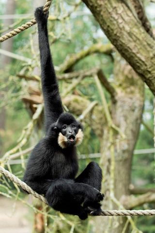 The yellow-cheeked gibbon (<em>Nomascus gabriellae</em>) is critically endangered and known from Vietnam and Cambodia.