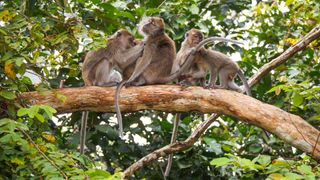 Long-tailed macaques (Macaca fascicularis) grooming in rainforest, Sabah, Borneo