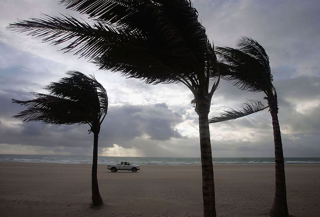 Palm trees in the wind.