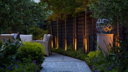 path lighting ideas: Pyrus calleryana 'Chanticleer' trees with uplighting