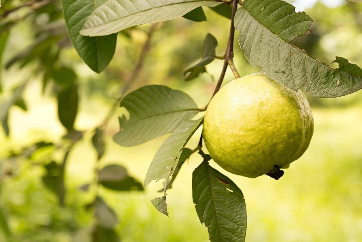 guava variety